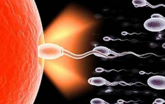 Сперматозоид